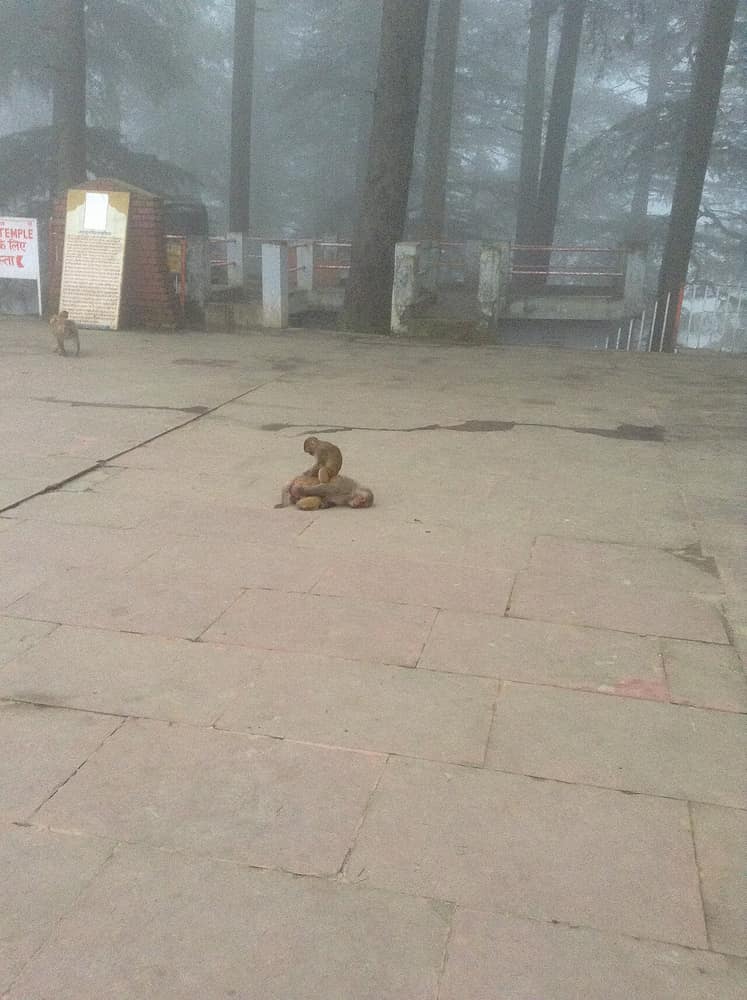 Jakhu Temple, Shimla — view 4